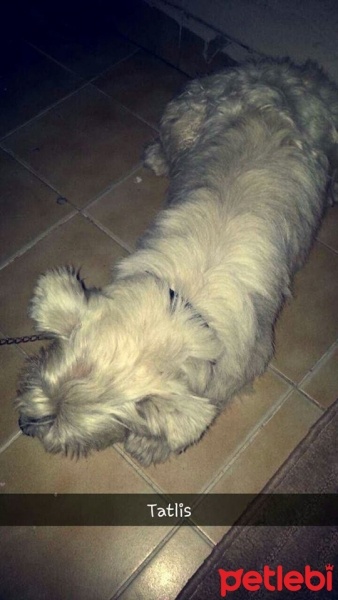 Avustralya Terrier, Köpek  KRAL fotoğrafı