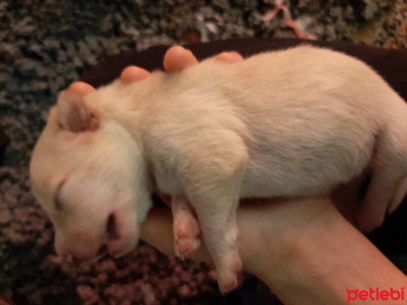 Chihuahua, Köpek  Zeus fotoğrafı