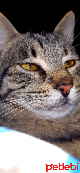 Tekir Kedi, Kedi  Alis fotoğrafı