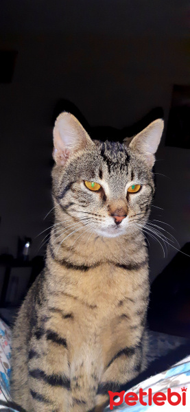 Tekir Kedi, Kedi  Alis fotoğrafı