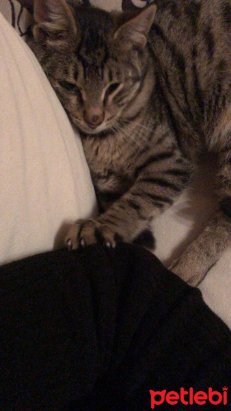 Tekir Kedi, Kedi  Alis fotoğrafı