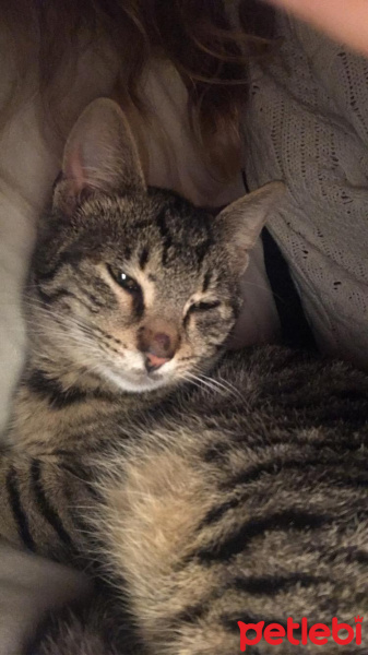 Tekir Kedi, Kedi  Alis fotoğrafı