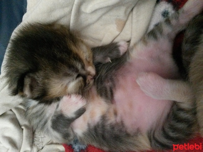 Tekir Kedi, Kedi  melekler fotoğrafı