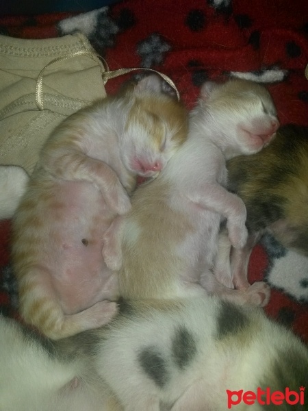 Tekir Kedi, Kedi  melekler fotoğrafı