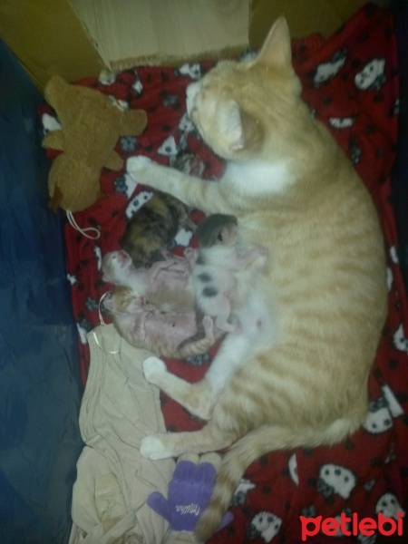 Tekir Kedi, Kedi  melekler fotoğrafı