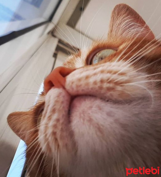 Sarman, Kedi  Havuç fotoğrafı