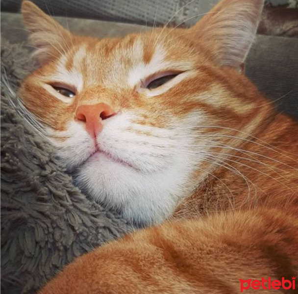 Sarman, Kedi  Havuç fotoğrafı