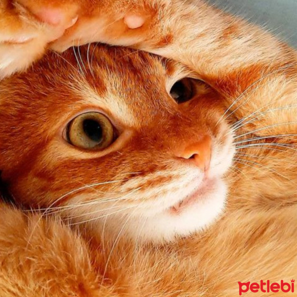 Sarman, Kedi  Havuç fotoğrafı