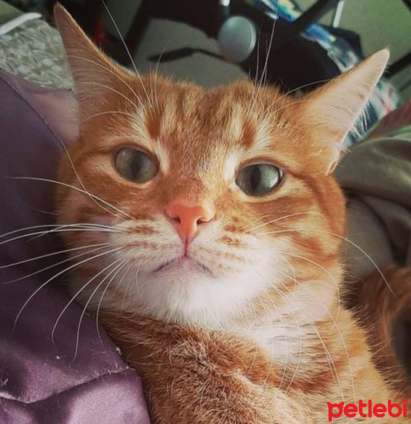 Sarman, Kedi  Havuç fotoğrafı