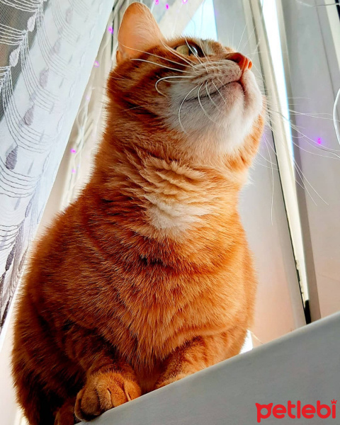 Sarman, Kedi  Havuç fotoğrafı
