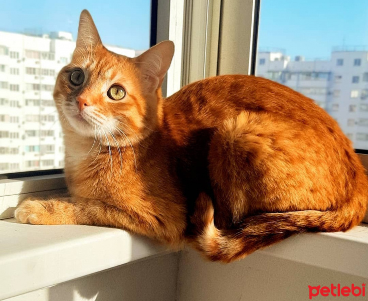 Sarman, Kedi  Havuç fotoğrafı