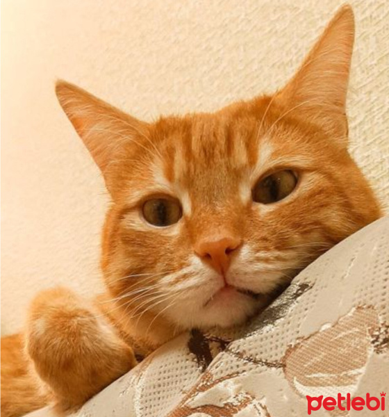 Sarman, Kedi  Havuç fotoğrafı
