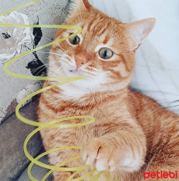 Sarman, Kedi  Havuç fotoğrafı