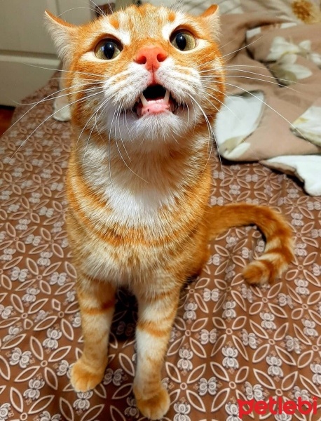Sarman, Kedi  Havuç fotoğrafı