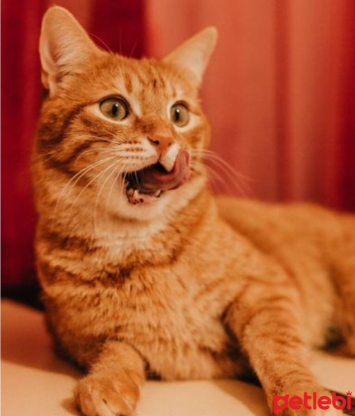 Sarman, Kedi  Havuç fotoğrafı