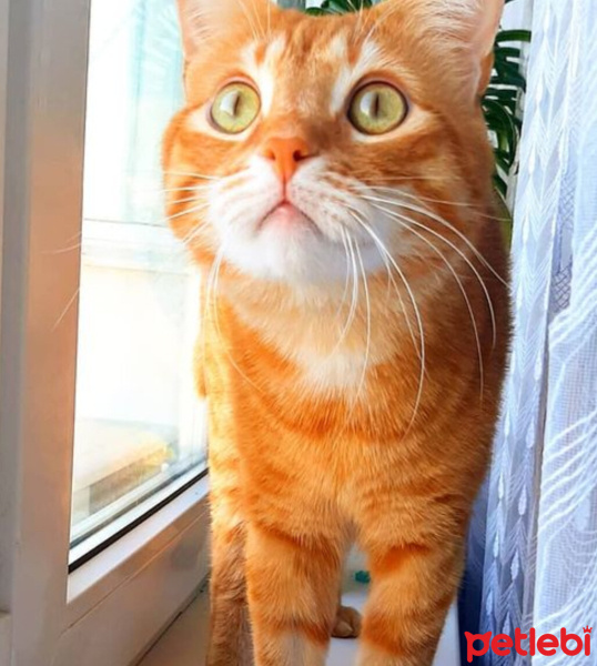 Sarman, Kedi  Havuç fotoğrafı