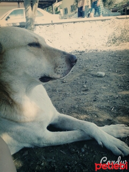 Sokö (Sokak Köpeği), Köpek  Kıjım fotoğrafı
