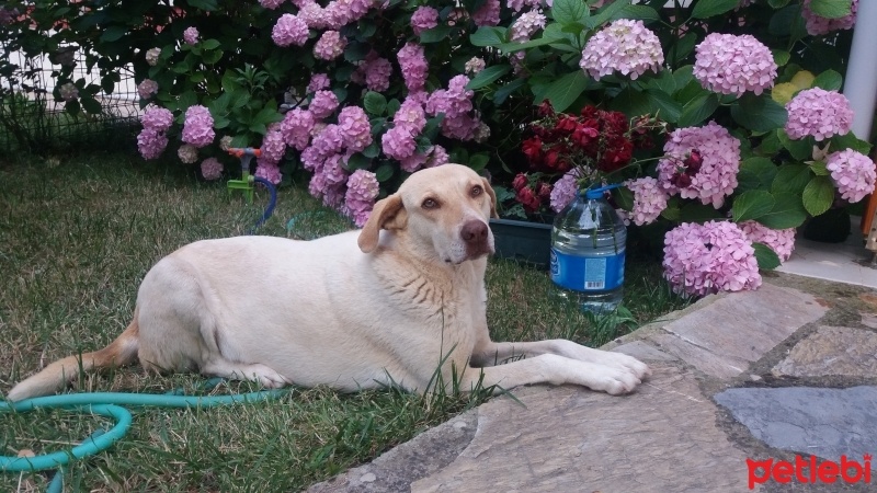 Sokö (Sokak Köpeği), Köpek  Kıjım fotoğrafı