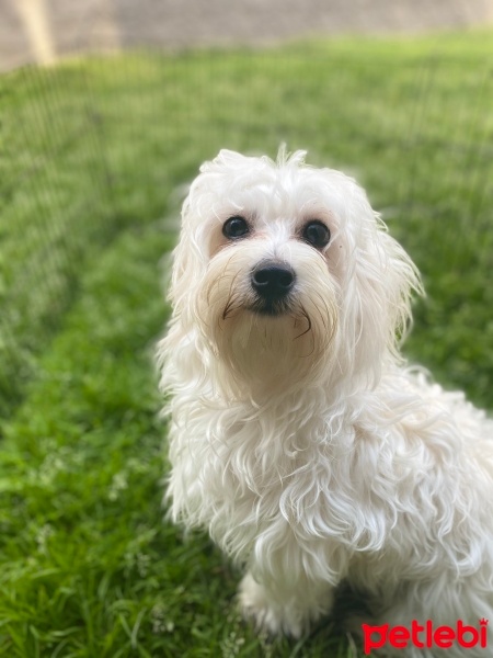 Maltese, Köpek  Leo Murphy fotoğrafı