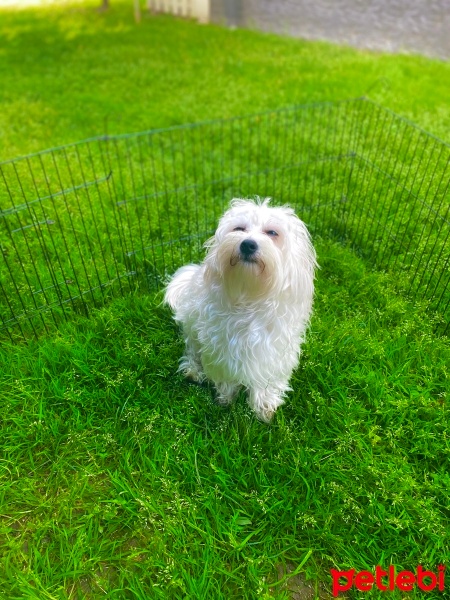 Maltese, Köpek  Leo Murphy fotoğrafı