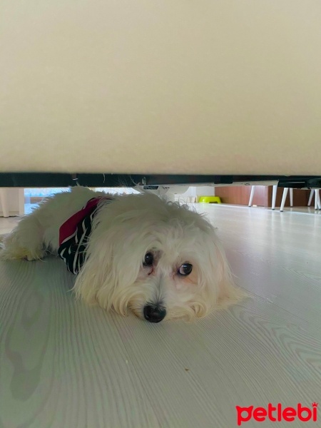 Maltese, Köpek  Leo Murphy fotoğrafı
