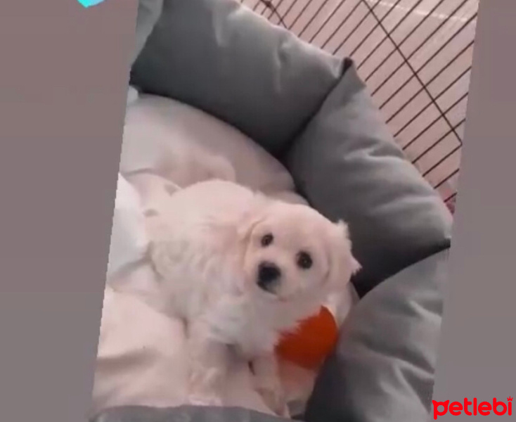 Maltese, Köpek  Leo Murphy fotoğrafı