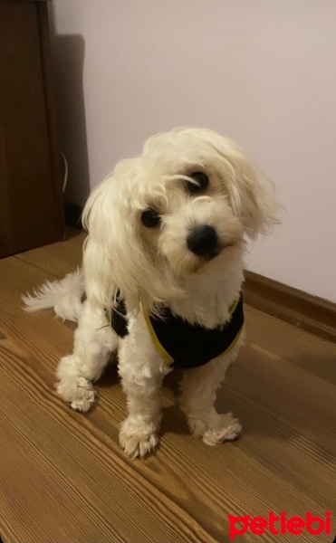 Maltese, Köpek  Leo Murphy fotoğrafı