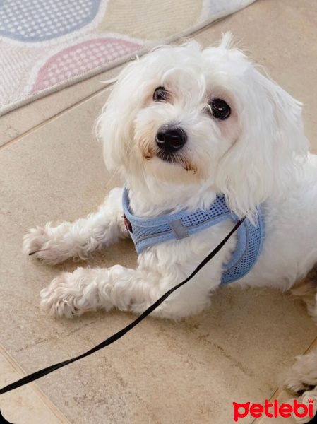 Maltese, Köpek  Leo Murphy fotoğrafı