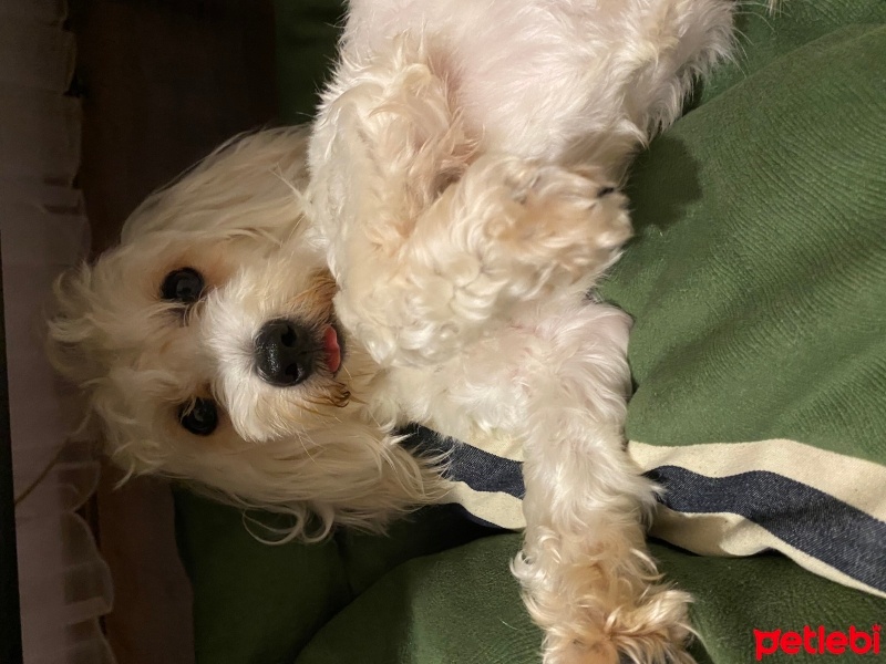 Maltese, Köpek  Leo Murphy fotoğrafı