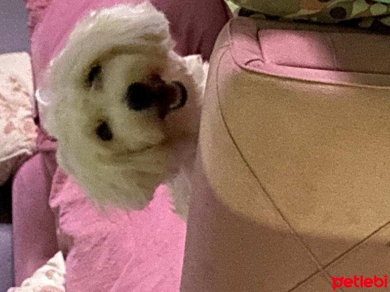 Maltese, Köpek  Leo Murphy fotoğrafı