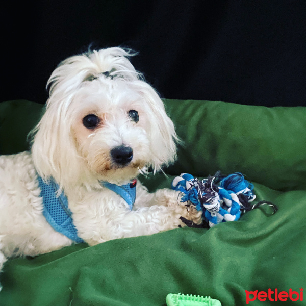 Maltese, Köpek  Leo Murphy fotoğrafı