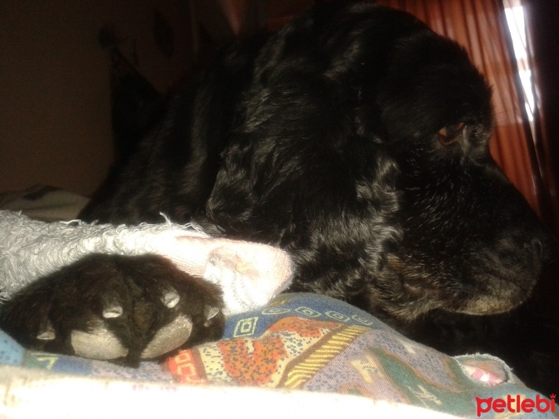 İngiliz Cocker Spaniel, Köpek  Gizmo fotoğrafı