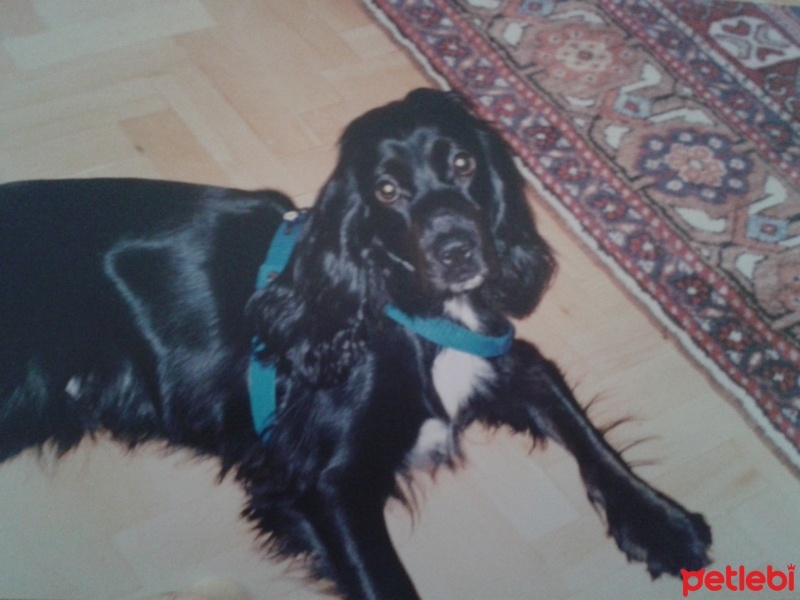 İngiliz Cocker Spaniel, Köpek  Gizmo fotoğrafı