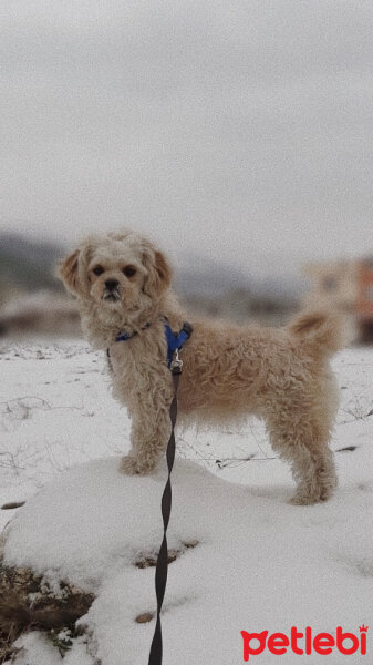 Maltese, Köpek  Fındık fotoğrafı