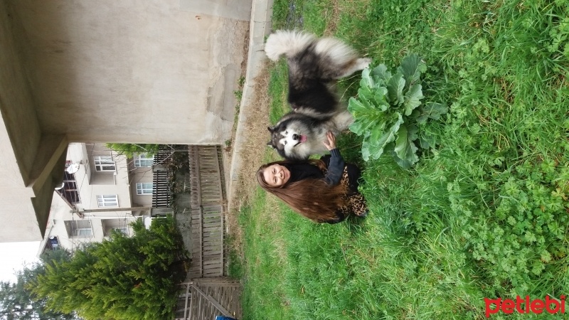 Sibirya Kurdu (Husky), Köpek  Spayk fotoğrafı