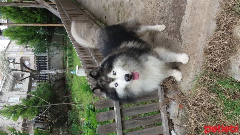 Sibirya Kurdu (Husky), Köpek  Spayk fotoğrafı