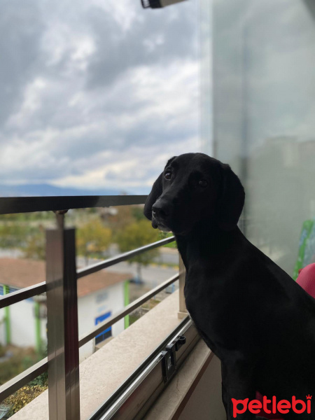 Labrador Retriever, Köpek  Taka fotoğrafı
