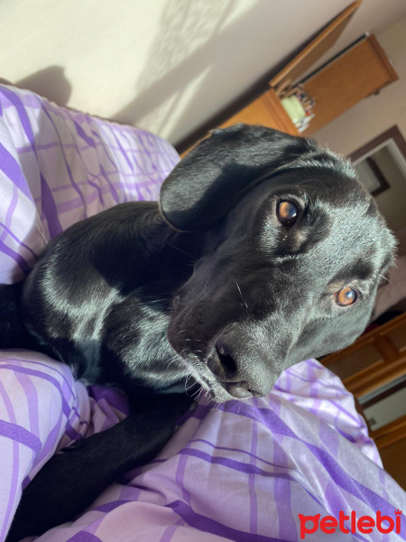 Labrador Retriever, Köpek  Taka fotoğrafı