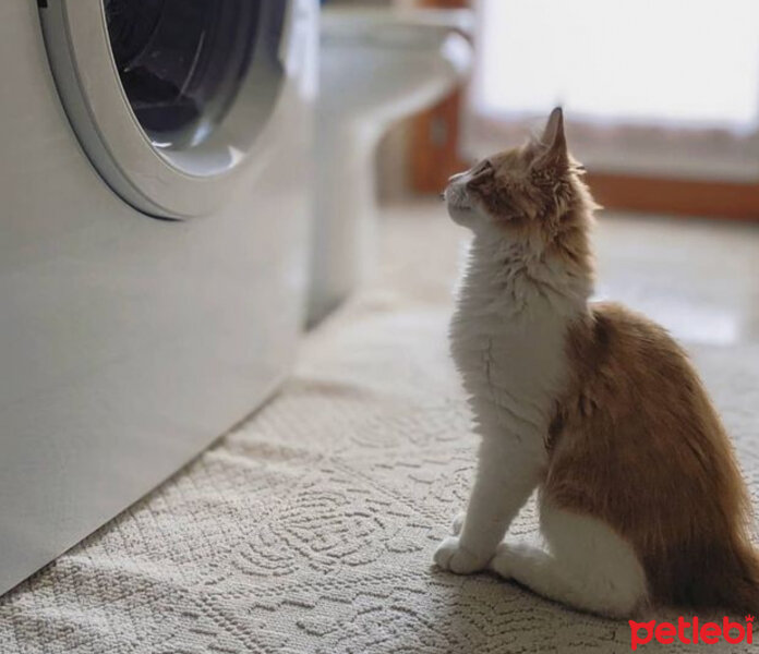 Tekir Kedi, Kedi  Çıtır ♥️ fotoğrafı