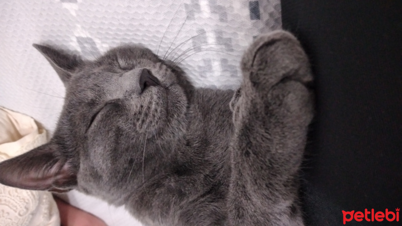 Mavi Rus, Kedi  Daisy fotoğrafı