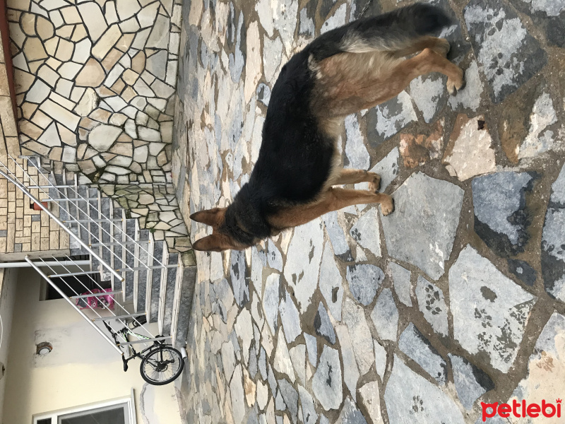 Alman Çoban Köpeği, Köpek  Sezar fotoğrafı