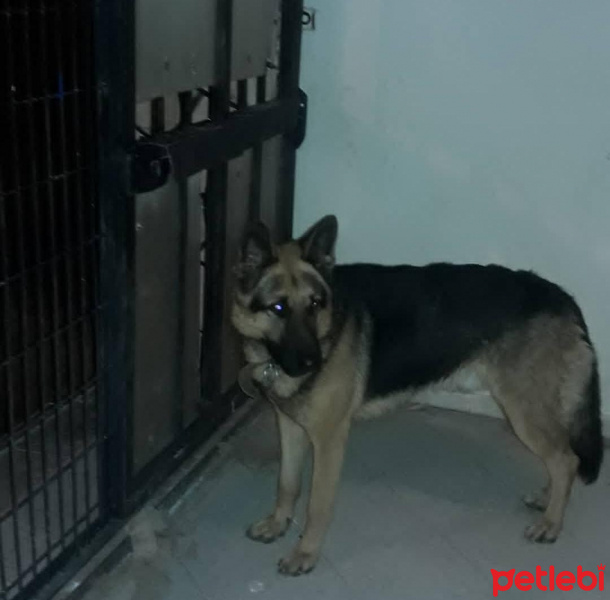 Alman Çoban Köpeği, Köpek  Sezar fotoğrafı