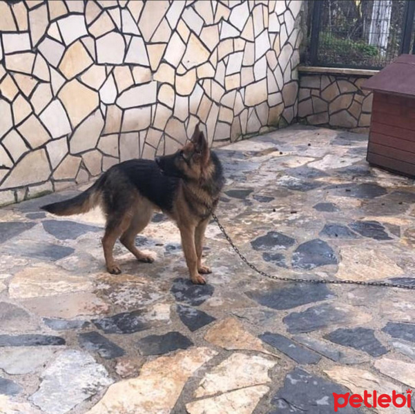 Alman Çoban Köpeği, Köpek  Sezar fotoğrafı