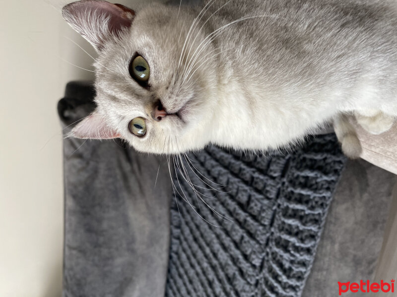 British Shorthair, Kedi  Daisy fotoğrafı