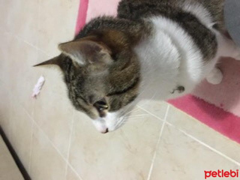 Tekir Kedi, Kedi  Ares fotoğrafı