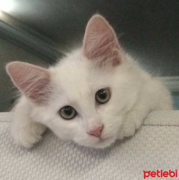 Van Kedisi, Kedi  Lady fotoğrafı