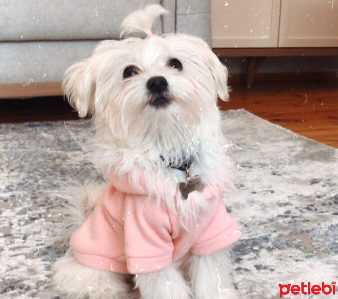 Maltese, Köpek  Pamuk fotoğrafı