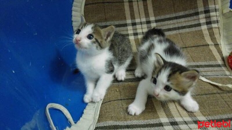 Californian Spangled, Kedi  PAMUK ŞİRİN  fotoğrafı