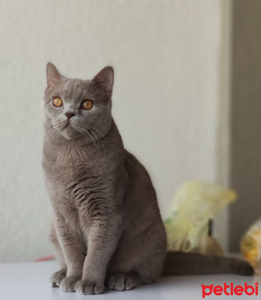 British Shorthair, Kedi  Pablo fotoğrafı