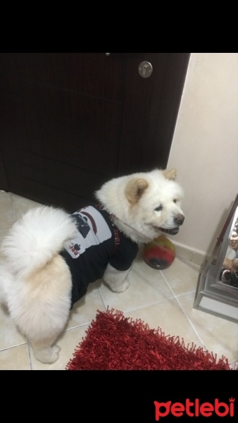 Chow Chow (çin Aslanı), Köpek  angel fotoğrafı